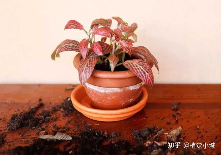 凤仙花养殖技术_养殖凤仙花技术要求_凤仙花养植