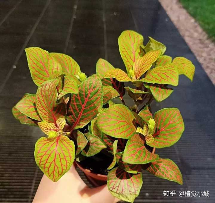 凤仙花养植_养殖凤仙花技术要求_凤仙花养殖技术