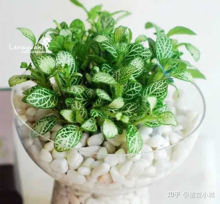 养殖凤仙花技术要求_凤仙花养殖技术_凤仙花养植