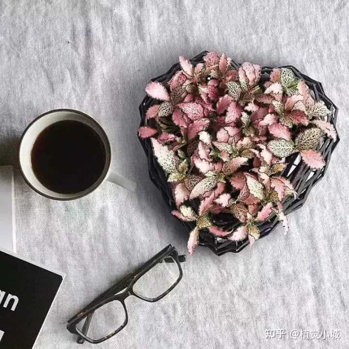 凤仙花养植_凤仙花养殖技术_养殖凤仙花技术要求