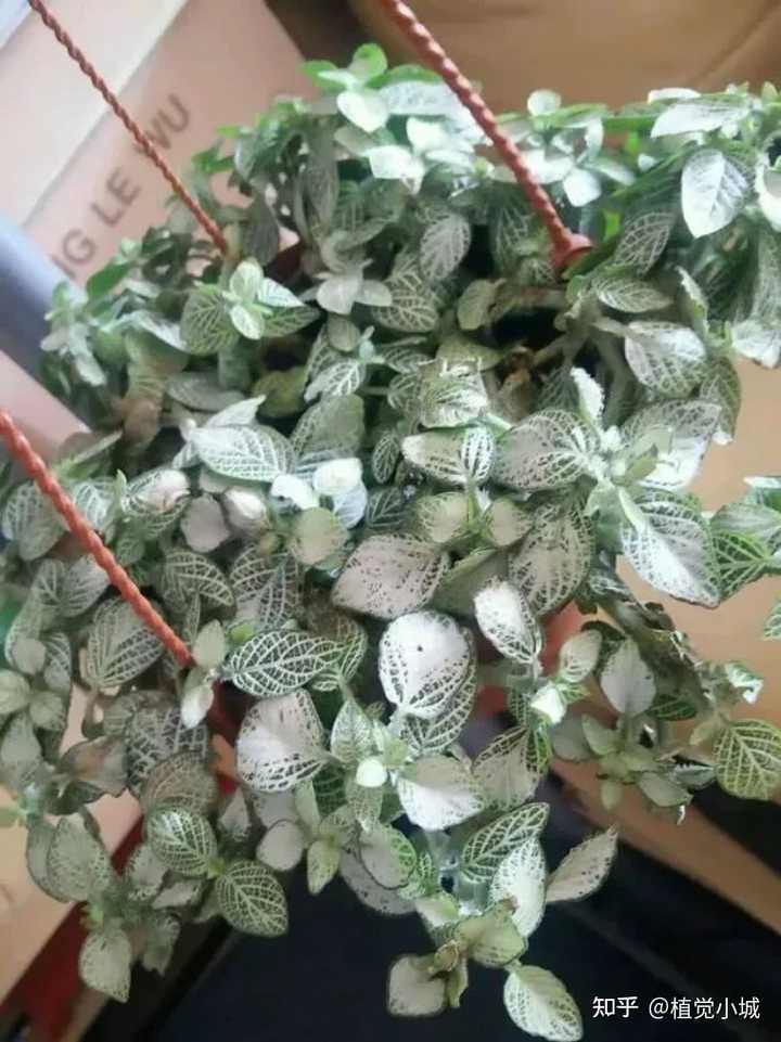 凤仙花养植_凤仙花养殖技术_养殖凤仙花技术要求