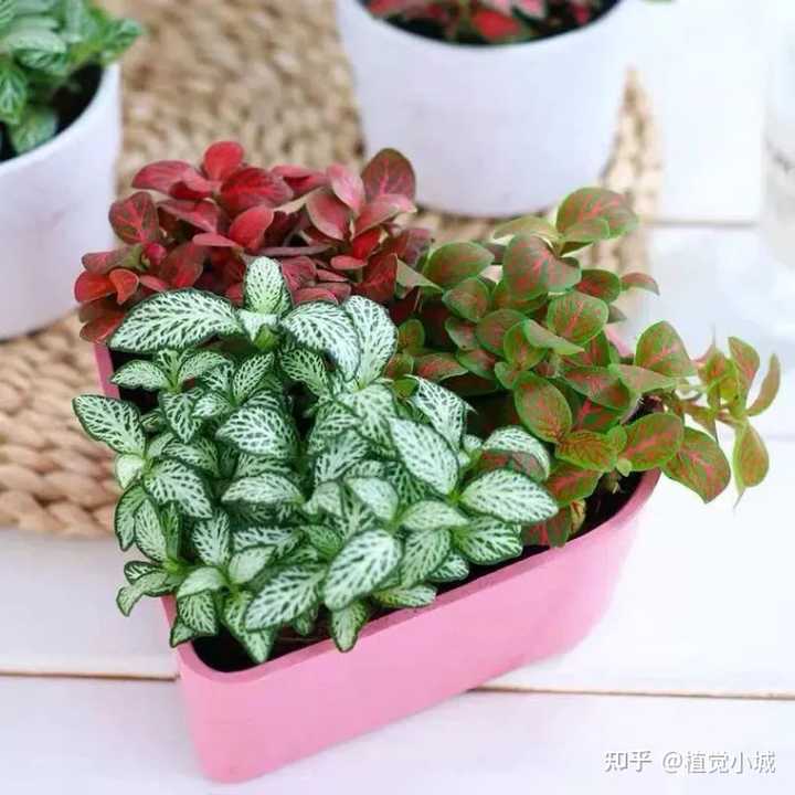 凤仙花养殖技术_养殖凤仙花技术要求_凤仙花养植