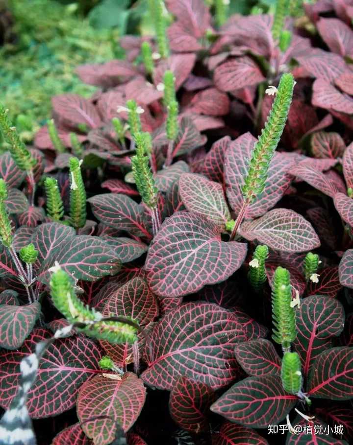 凤仙花养植_养殖凤仙花技术要求_凤仙花养殖技术
