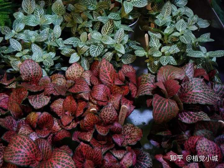 凤仙花养殖技术_养殖凤仙花技术要求_凤仙花养植