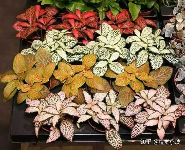 凤仙花养植_养殖凤仙花技术要求_凤仙花养殖技术