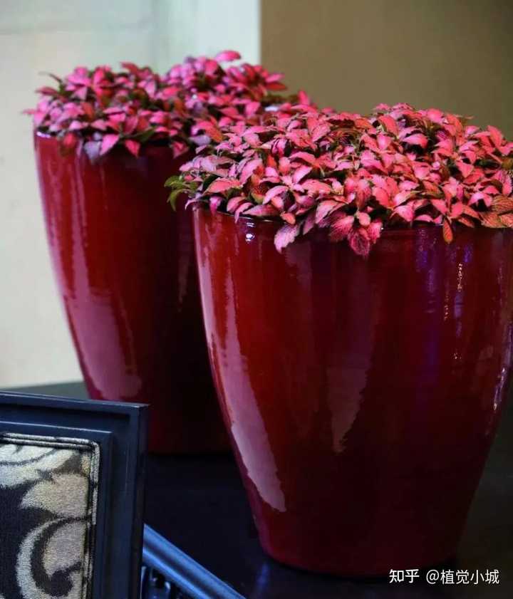 凤仙花养植_凤仙花养殖技术_养殖凤仙花技术要求