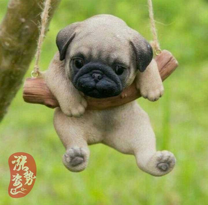 杂交狗养殖致富_杂交狗品种_杂交宠物狗多少钱一只