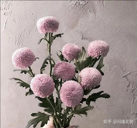 11月说：专属我的季节限定花材，外赠详细养护技巧！