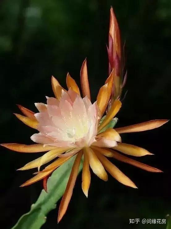 养殖凤仙花技术要求_养殖凤仙花技术视频_凤仙花养殖技术