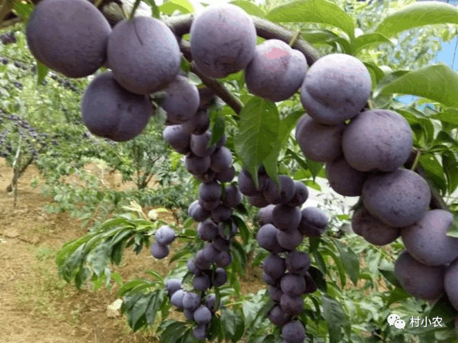 种植蜜源树种致富_致富经种果树_种树致富经