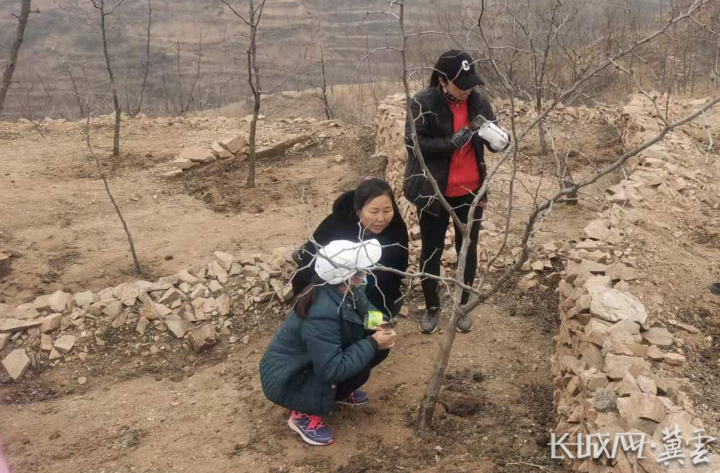 致富种植枣树图片大全_枣树怎么种植致富_种植枣树利润怎样