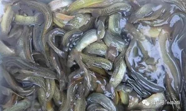 我想了解一下怎样养殖泥鳅_养殖泥鳅方式技术有哪些_泥鳅的养殖方式和技术