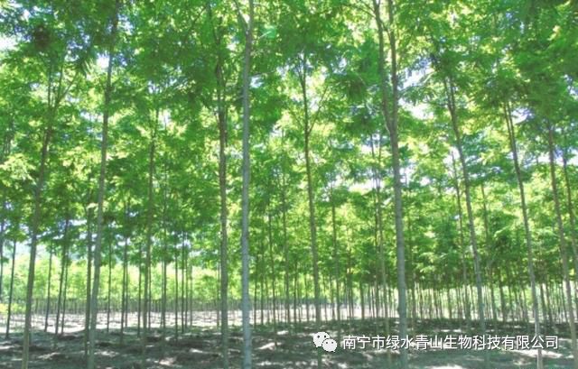 这种速生树种经济价值很高，食用效果也不错……