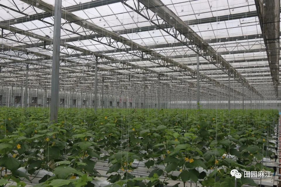 坝芒乡高科技蔬菜示范园：无土栽培水果黄瓜成熟上市