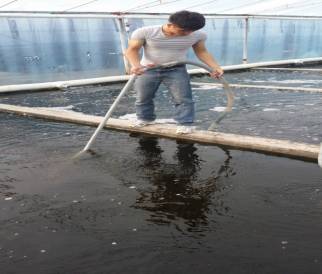 白对虾养殖技术视频_白对虾养殖成本多少_养殖白对虾前景如何