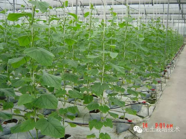 水果黄瓜有机生态型无土栽培技术