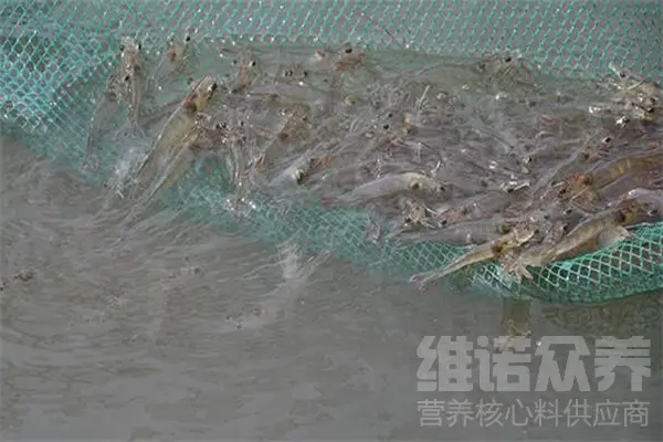 白对虾养殖最新视频_养殖白对虾前景如何_白对虾养殖技术视频