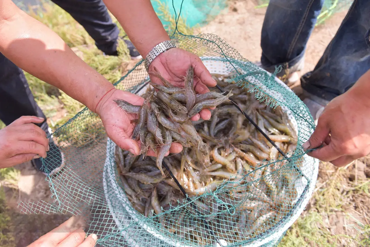 养殖白对虾前景如何_白对虾养殖技术视频_白对虾养殖最新视频