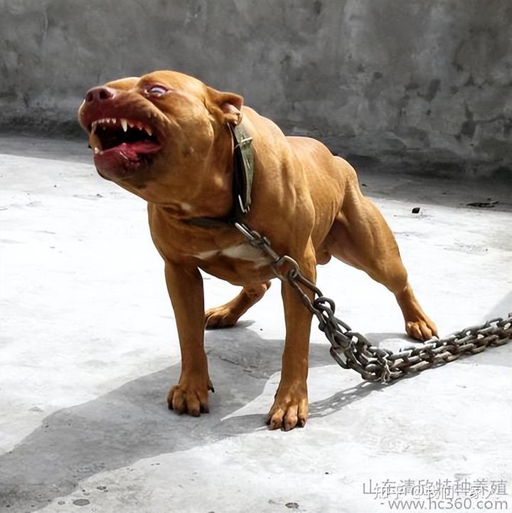 养杂交狗注意事项_杂交狗养殖致富_养杂交狗还是纯种好