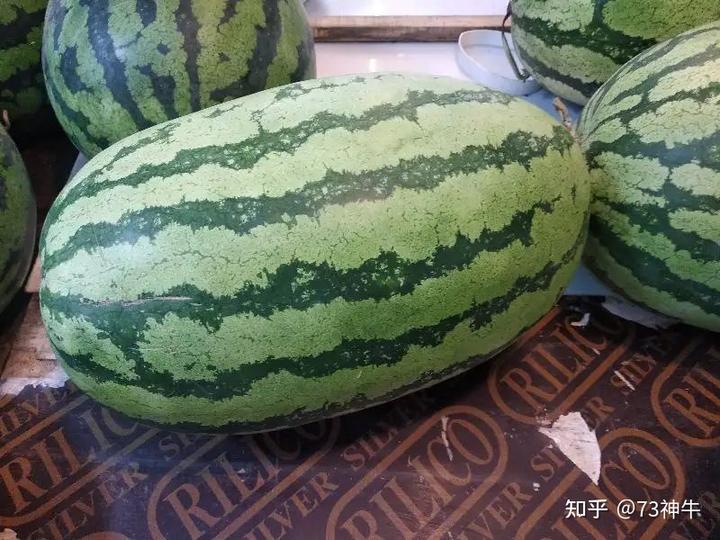 致富经种西瓜北京_北京种西瓜是几月份_致富经种西瓜致富的事
