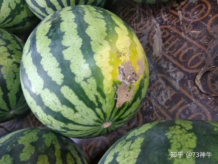 北京种西瓜是几月份_致富经种西瓜致富的事_致富经种西瓜北京