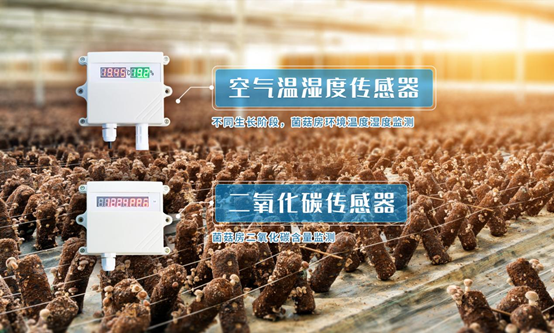 东北有香菇种植基地吗_香菇东北种植技术与管理_东北香菇种植技术