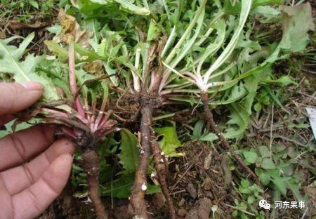 药材蒲公英种植技术_药材蒲公英种植技术与管理_药材蒲公英种植技术要点