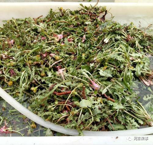 药材蒲公英种植技术_药材蒲公英种植技术要点_药材蒲公英种植技术与管理