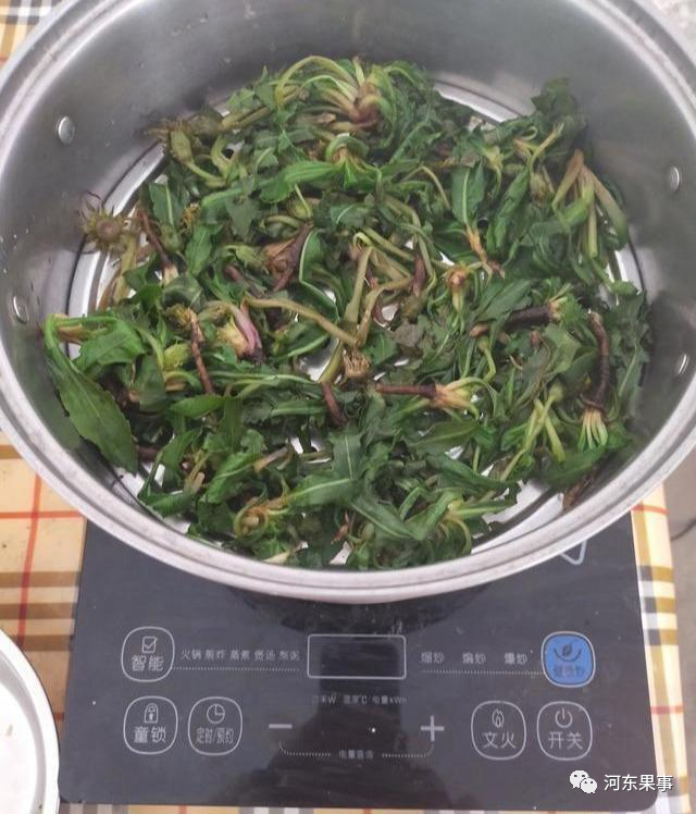 药材蒲公英种植技术要点_药材蒲公英种植技术_药材蒲公英种植技术与管理