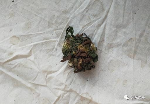 药材蒲公英种植技术要点_药材蒲公英种植技术与管理_药材蒲公英种植技术