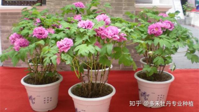 盆栽牡丹花的种植方法