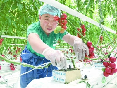 韩春白菜病虫害防治