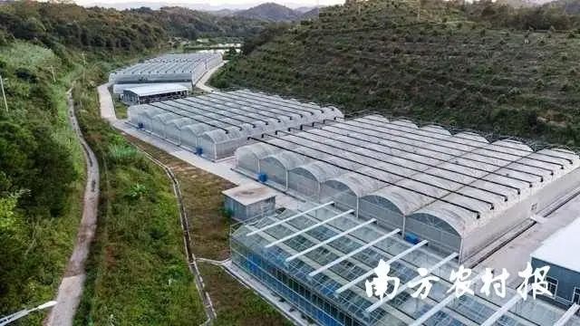 种植芦柑致富吗_芦柑种植技术与管理_致富种植芦柑视频