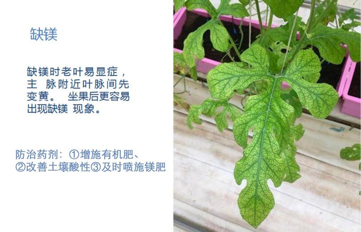 致富经种西瓜北京_北京附近西瓜种植基地_致富经种西瓜致富的事