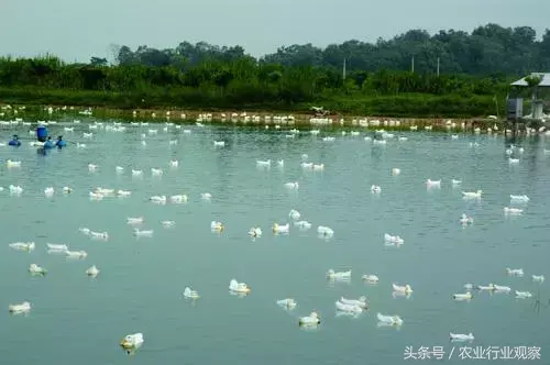 致富经蚯蚓养殖视频播放_致富经蚯蚓喂鸡的好处_致富经蚯蚓养鸡视频