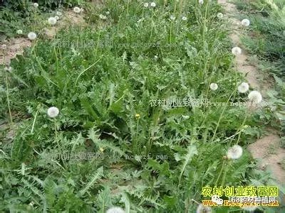 蒲公英种植技术与栽培管理_药材蒲公英种植技术_蒲公英种植技术及效益
