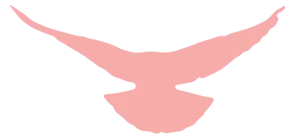 肉鸽养殖技术1_肉鸽养殖技术大全_养殖肉鸽的技术