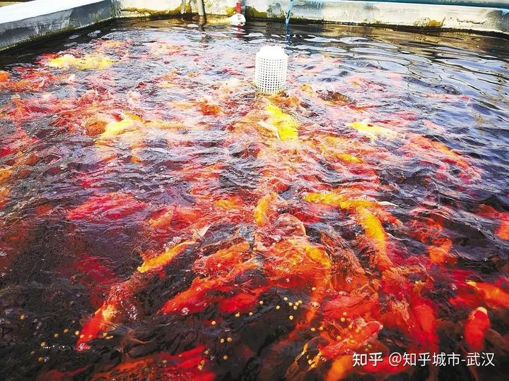 致富经高密度养鱼视频_致富经高密度养鱼技术视频_致富经欧施春高密度养鱼