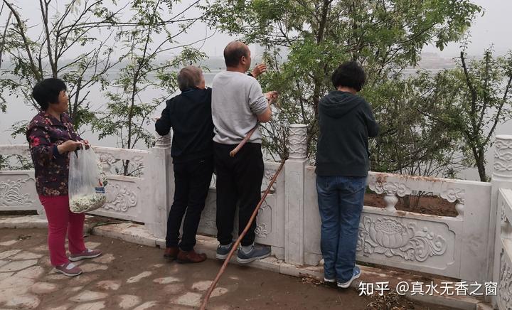 种植洋槐树能致富吗知乎_洋槐树林下适合种植什么_种植洋槐花树前景