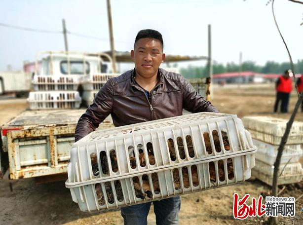 养蚯蚓喂鸡利润分析_致富经蚯蚓喂鸡的好处_致富经养蚯蚓