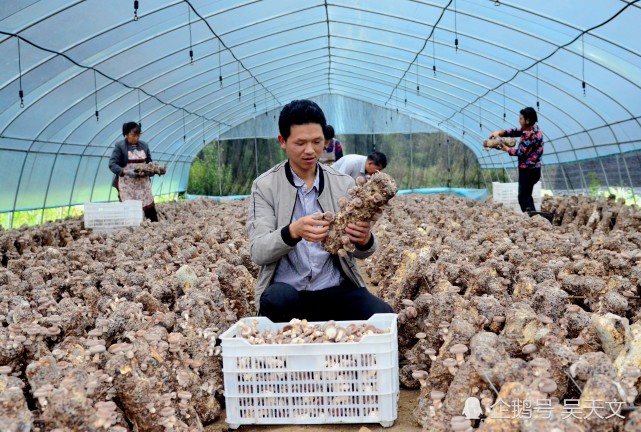 致富经菌菇种植_致富经竹菌_竹菌菌种生产配方