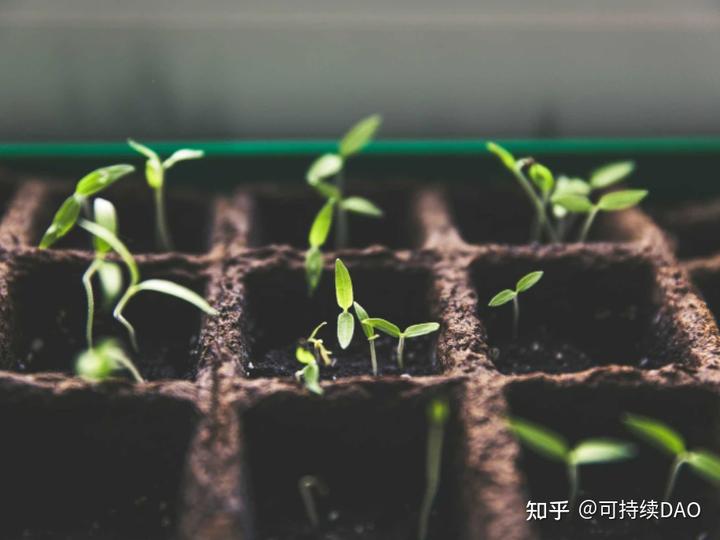环保的家庭园艺小技巧有哪些？