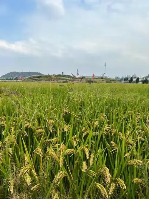 丰收季节的喜讯：农作物高产成果令人振奋