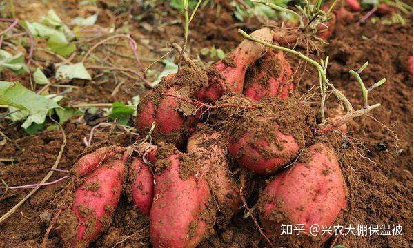 如何种植高产红薯？红薯大田管理技巧
