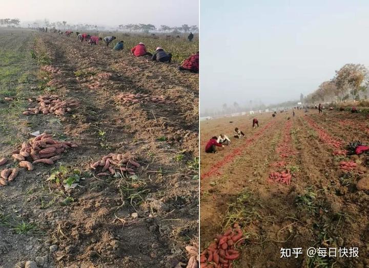 种红薯致富经_致富经种植特殊红薯_红薯的种植效益