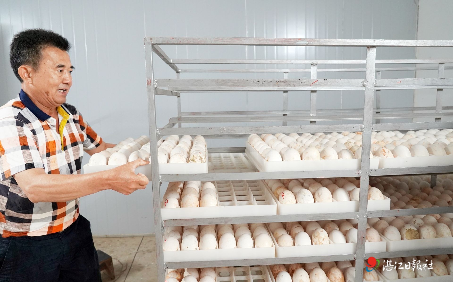 养殖技巧_种鹅养殖技术要点视频_种饿养殖技术