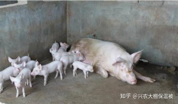 养殖户想让猪多产仔，这五大养殖要点需掌握！