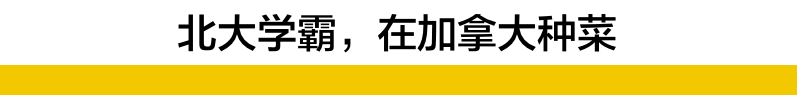 大棚芸豆高效栽培技术_大棚芸豆种植技术视频_大棚芸豆种什么品种好
