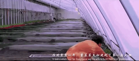 大棚芸豆种植技术视频_大棚芸豆高效栽培技术_大棚芸豆种什么品种好