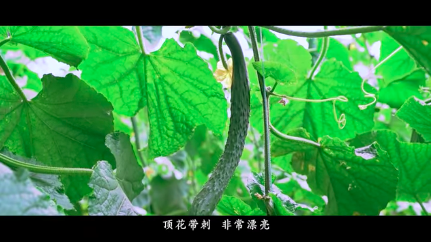 大棚芸豆种什么品种好_大棚芸豆种植技术视频_大棚芸豆高效栽培技术
